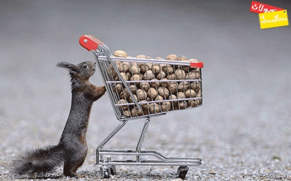 سمۆرە لاسایی مرۆڤ دەكاتەوە!