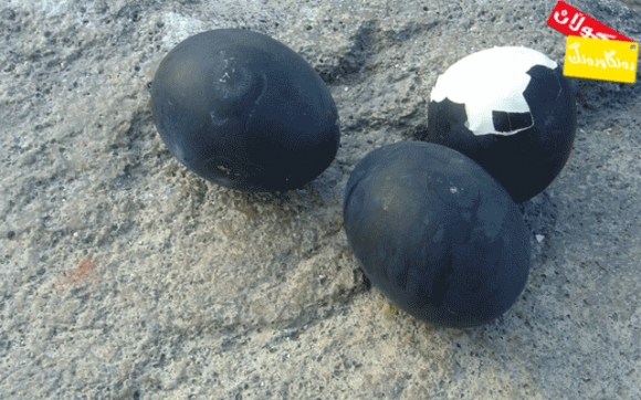 هێلكەی رەش!