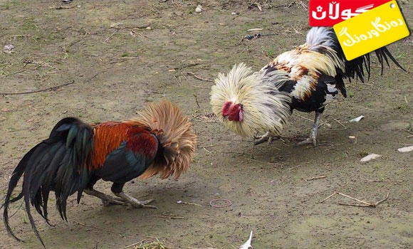 شەڕە كەڵەشێر !