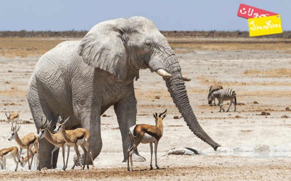فیلەكانی ئەو زەمانە جێگەی سەرسوڕمانن